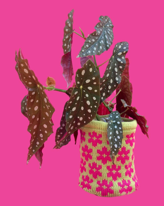 Medium Pot Cover - Blossom, Lime and Hot Pink - READY TO SHIP